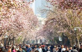 “逛洋楼、赏海棠、品美食”天津五大道海棠花节邀你共赴春日之约